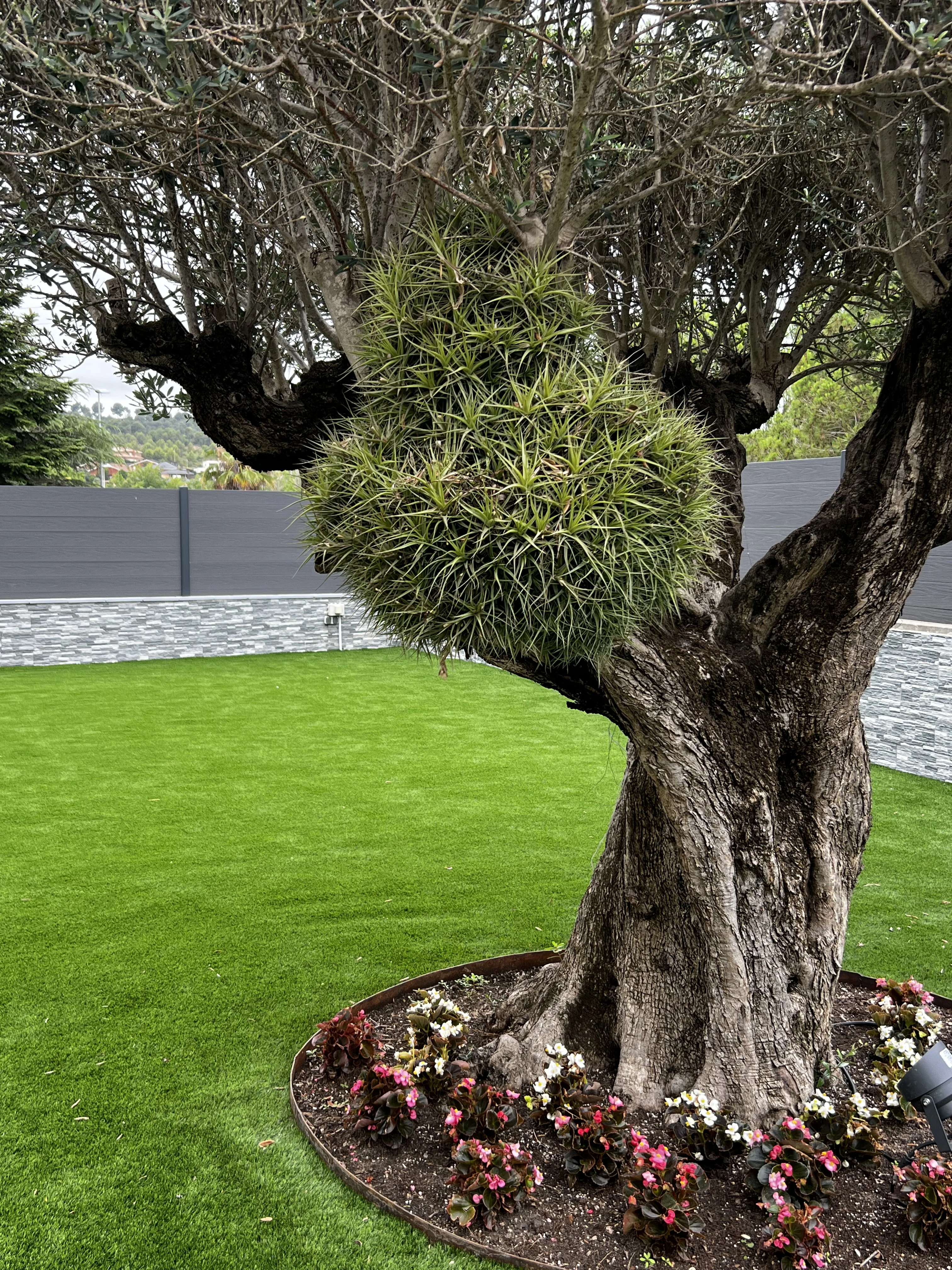 D’un jardí amb molt manteniment a un jardí minimalista