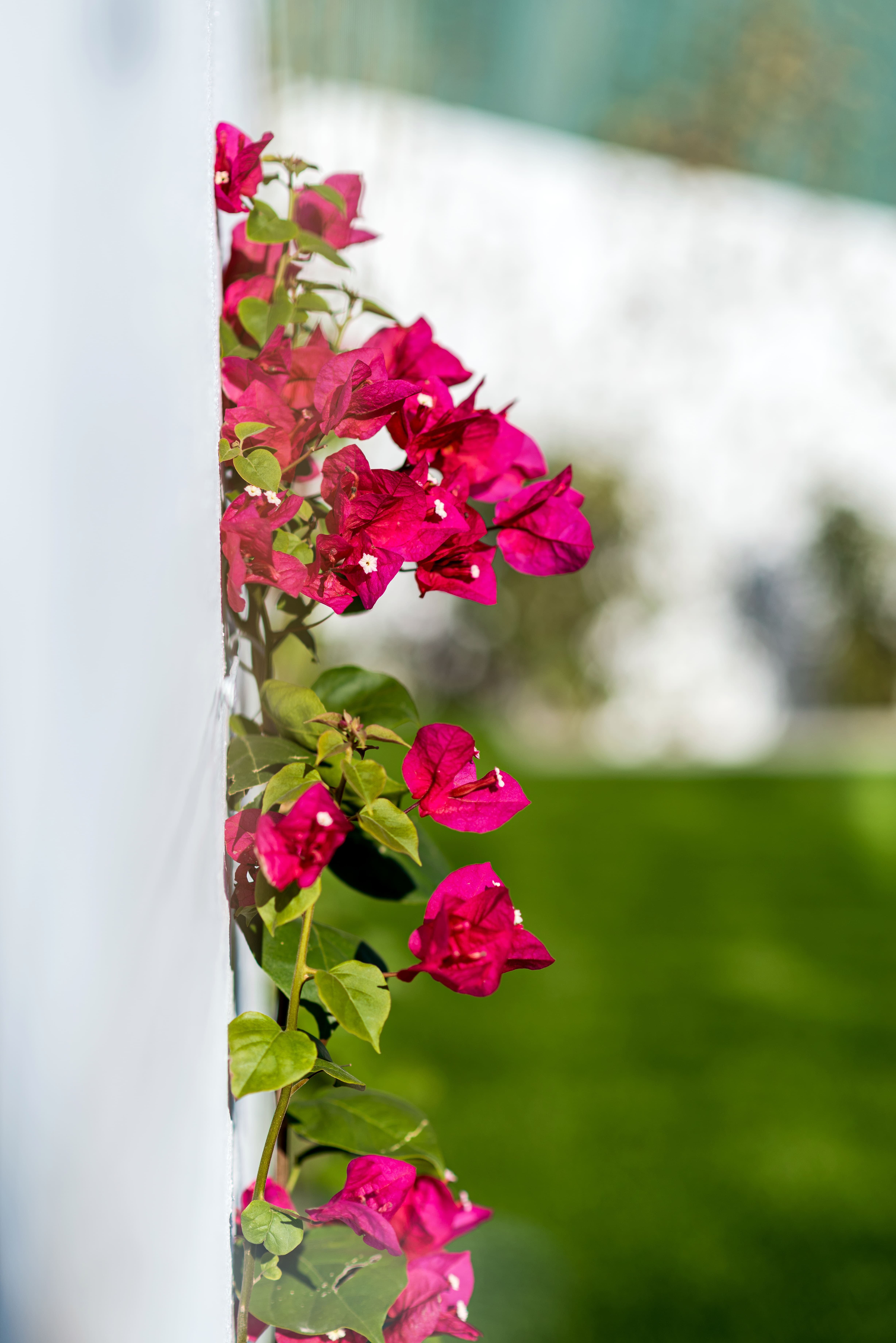Minimalist garden with privacy screening