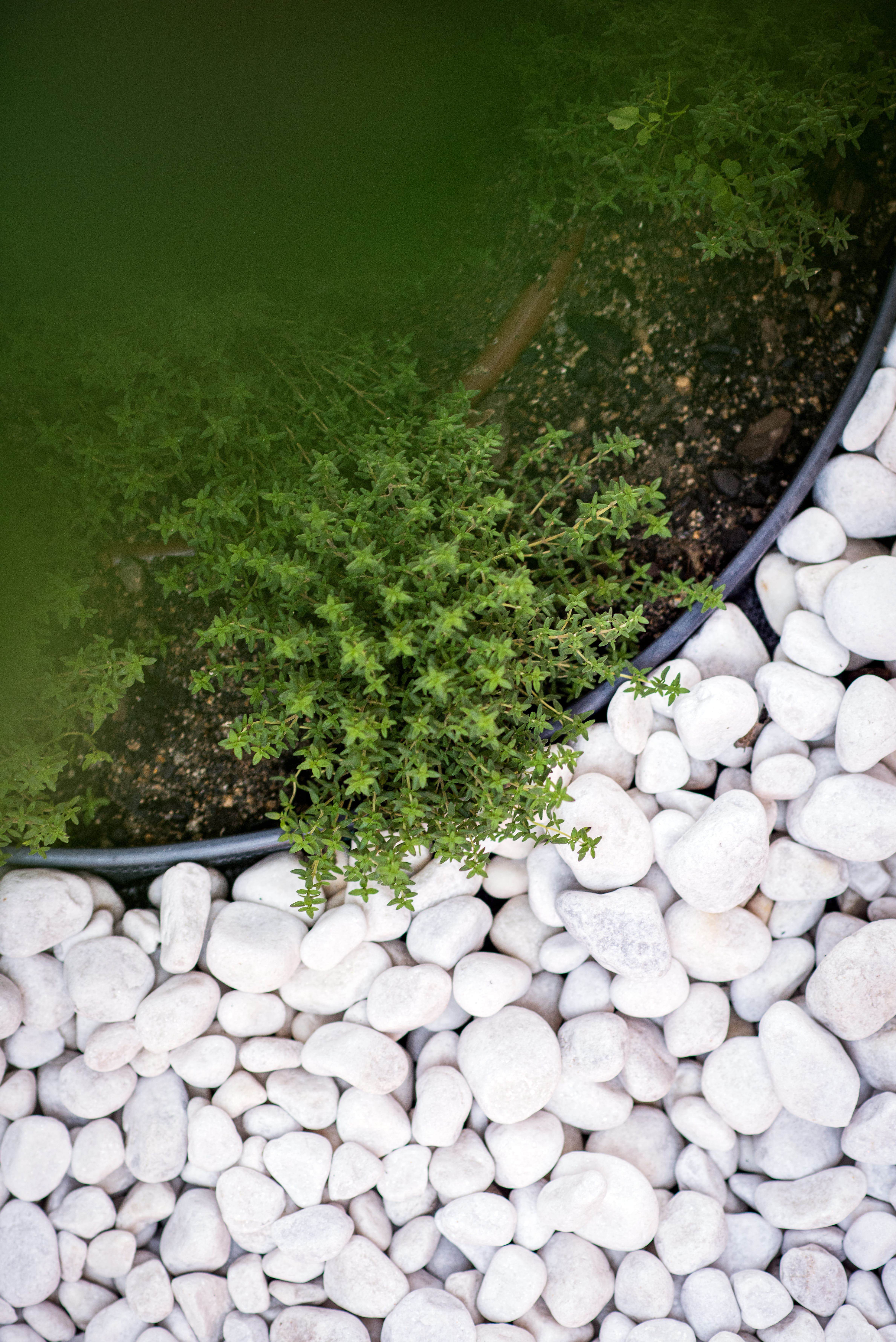 Minimalist garden with privacy screening