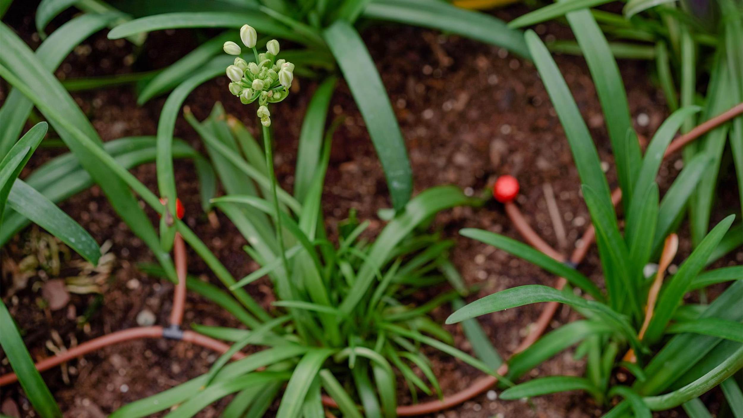 Garden with vegetation and relaxation areas
