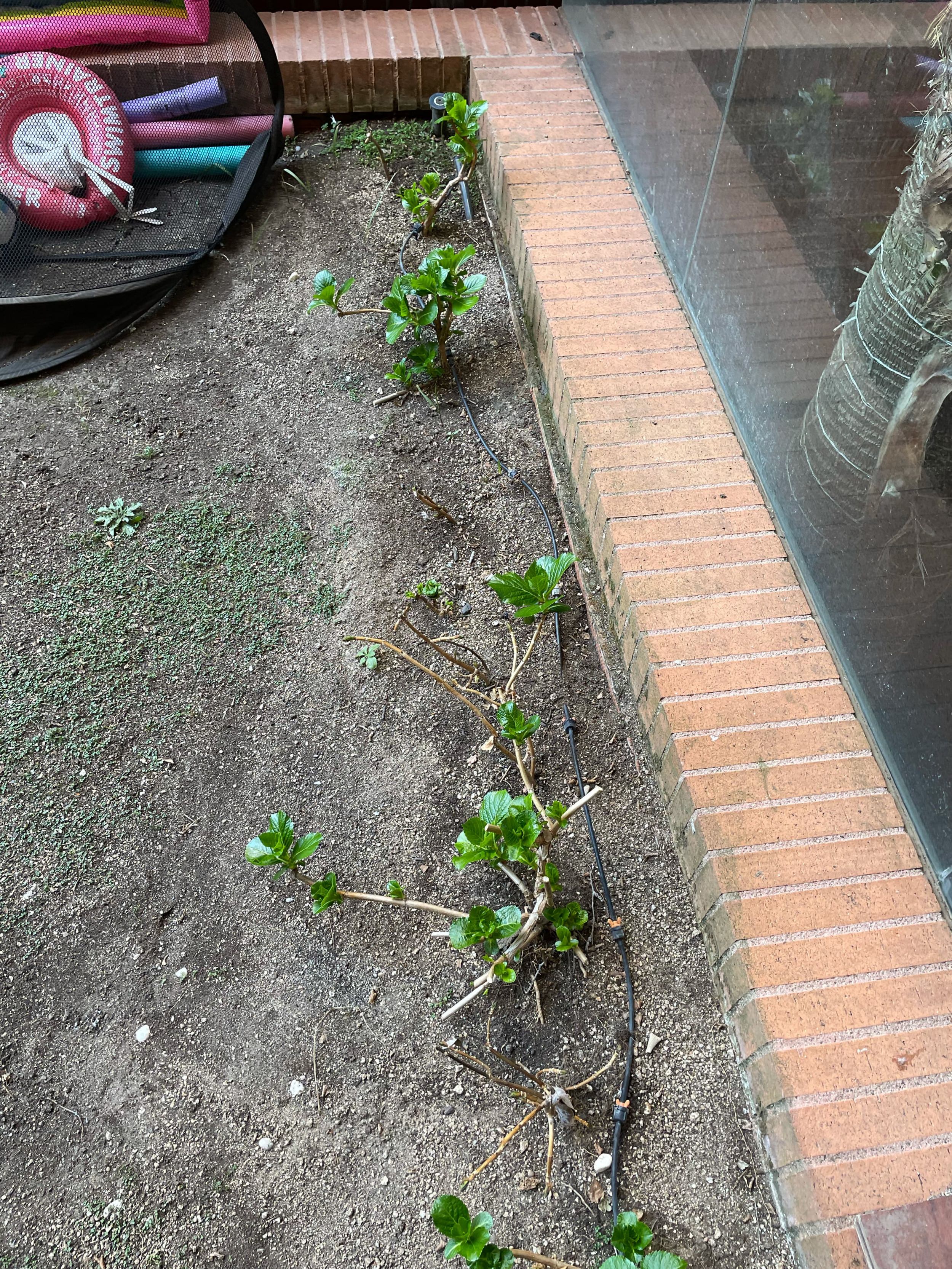 Renovation of an urban garden